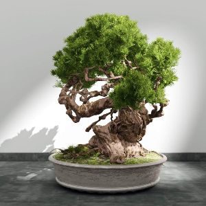 bonsai-trees-business-kenya