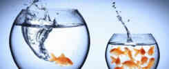 big-fish-small-pond-strategy