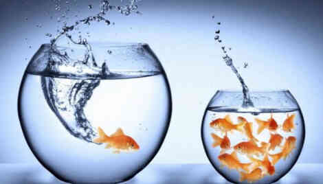 big-fish-small-pond-strategy