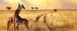 self-driven-safaris-kenya